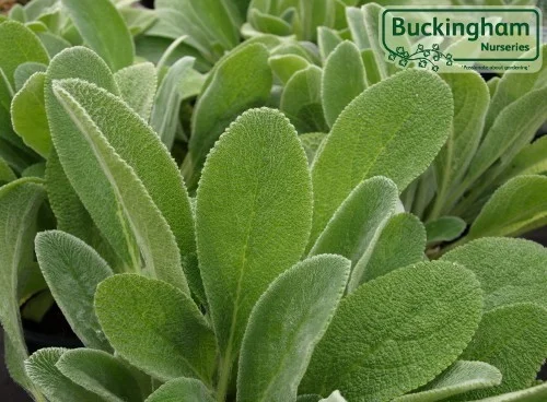 hedging4392094