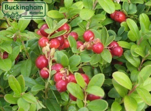 hedging4392264