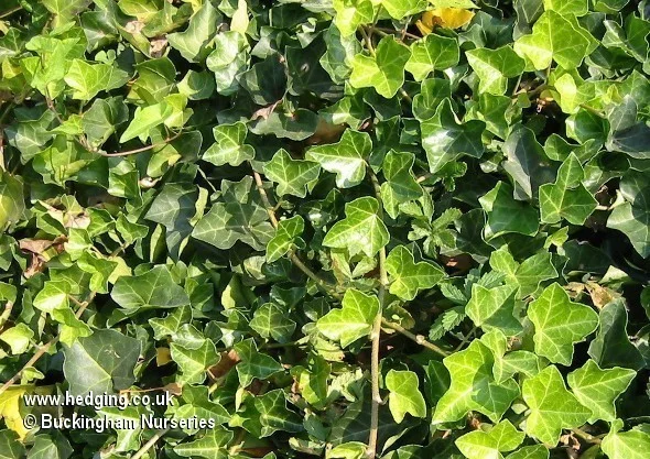 hedging4393080