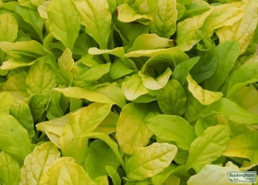 hedging4394475