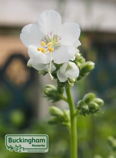 hedging4396072