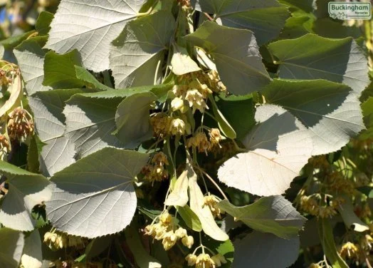 hedging4397504