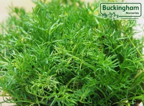 hedging4397622