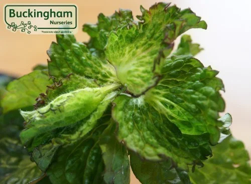 hedging4398101