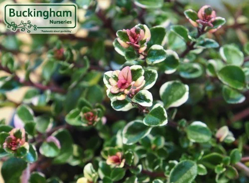 hedging4398951