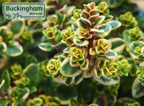 hedging4399041