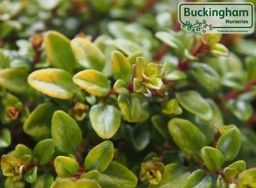 hedging4399189