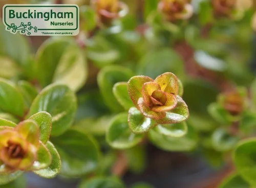 hedging4399320