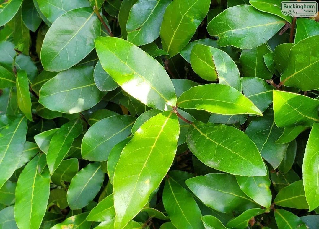 hedging4399615
