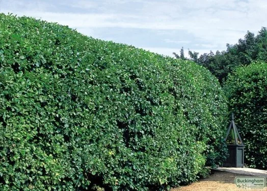 hedging4400275