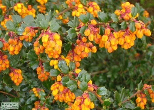 hedging4400332