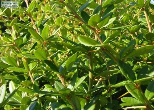 hedging4400453