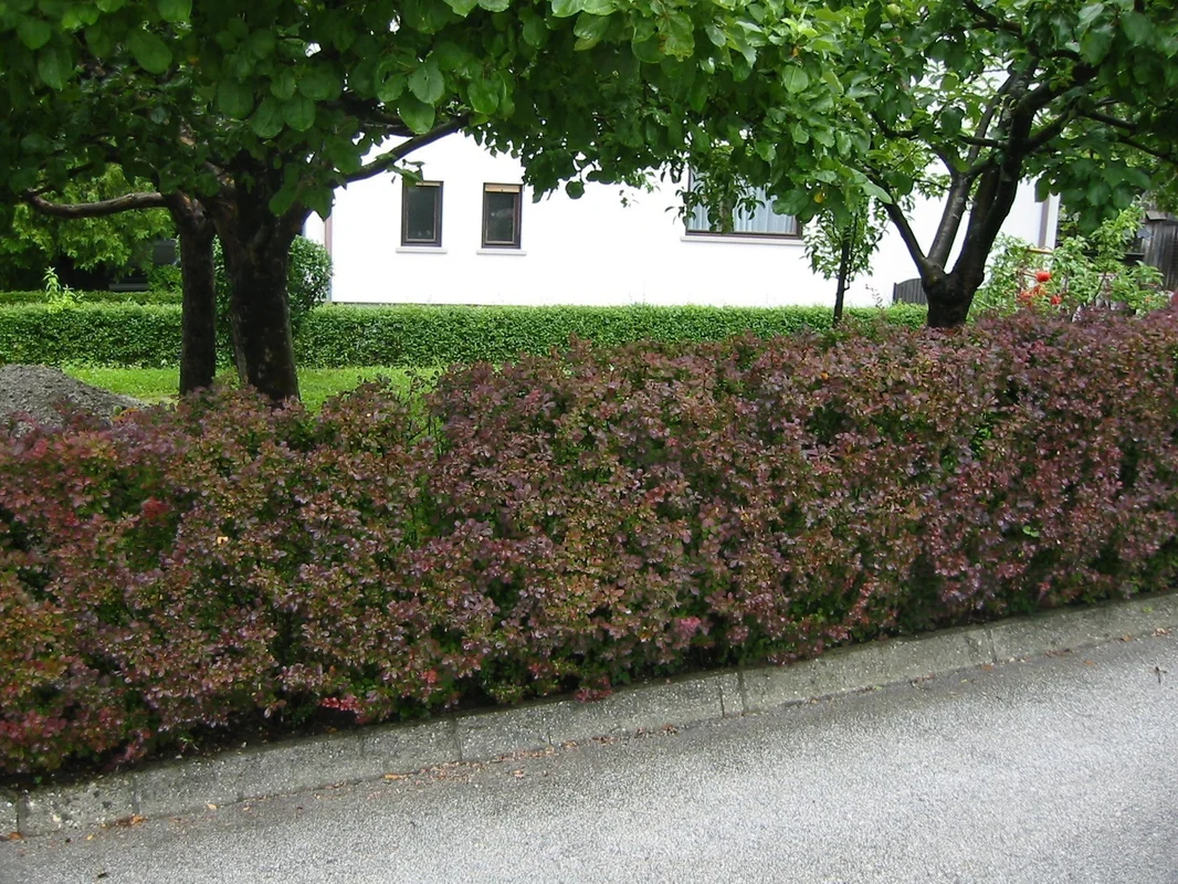 hedging4400475
