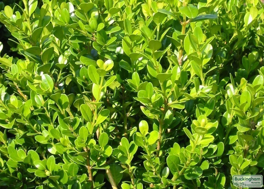 hedging4400514