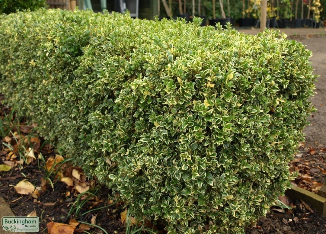 hedging4400587