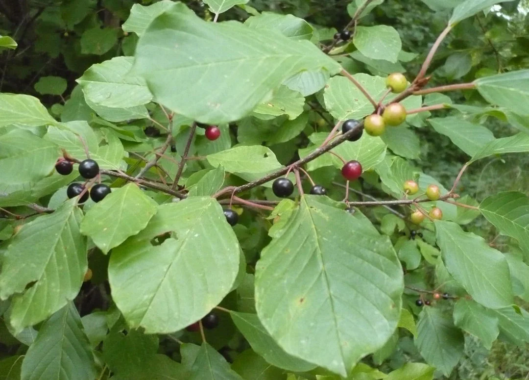hedging4400619