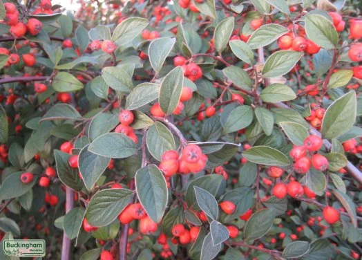 hedging4400696