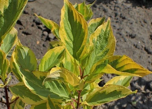 hedging4400753