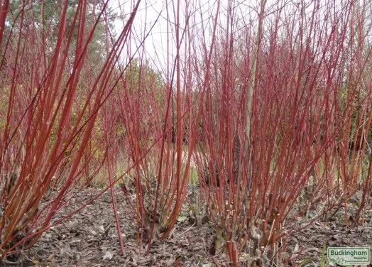 hedging4400813