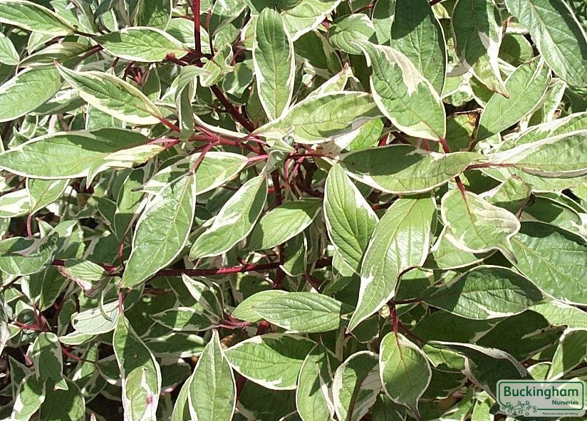 hedging4400845