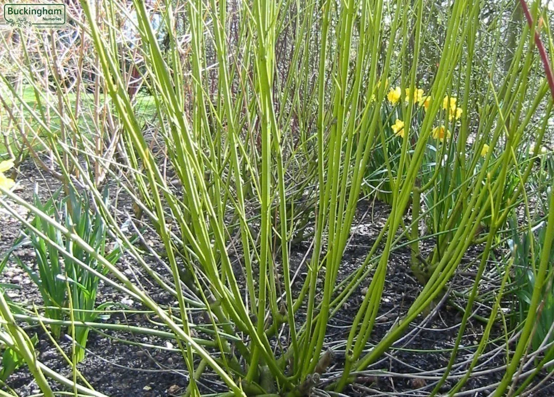 hedging4400881