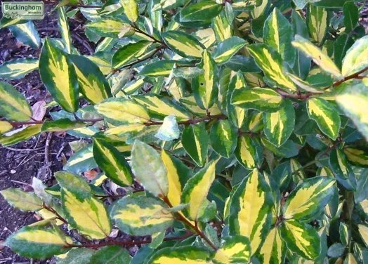 hedging4400906