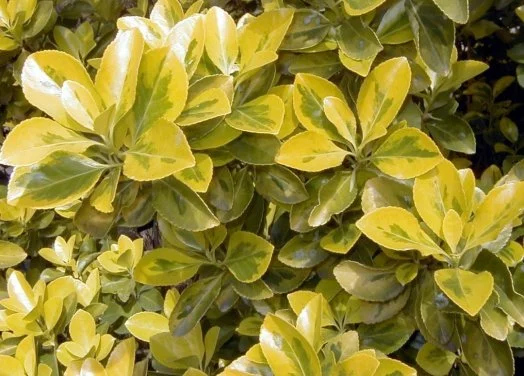 hedging4400958