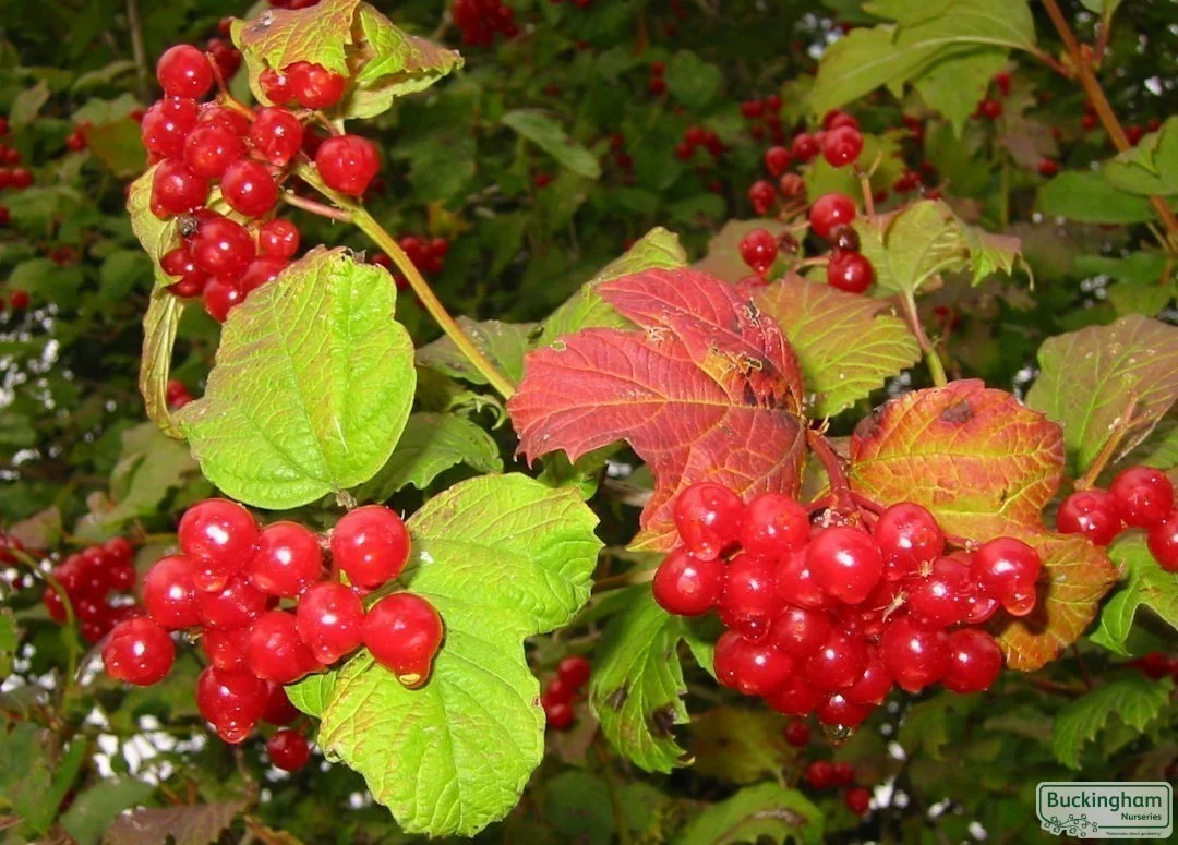 hedging4401048
