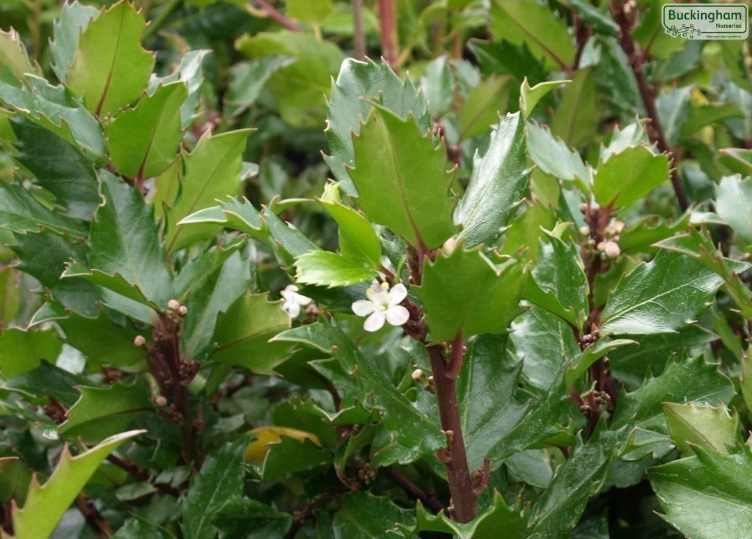 hedging4401397