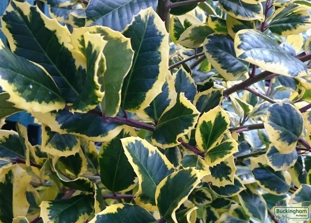 hedging4401485