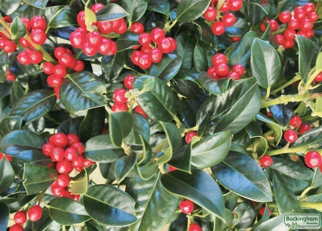 hedging4401511