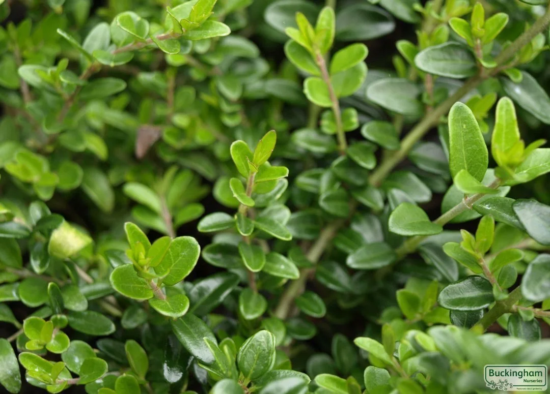 hedging4401586