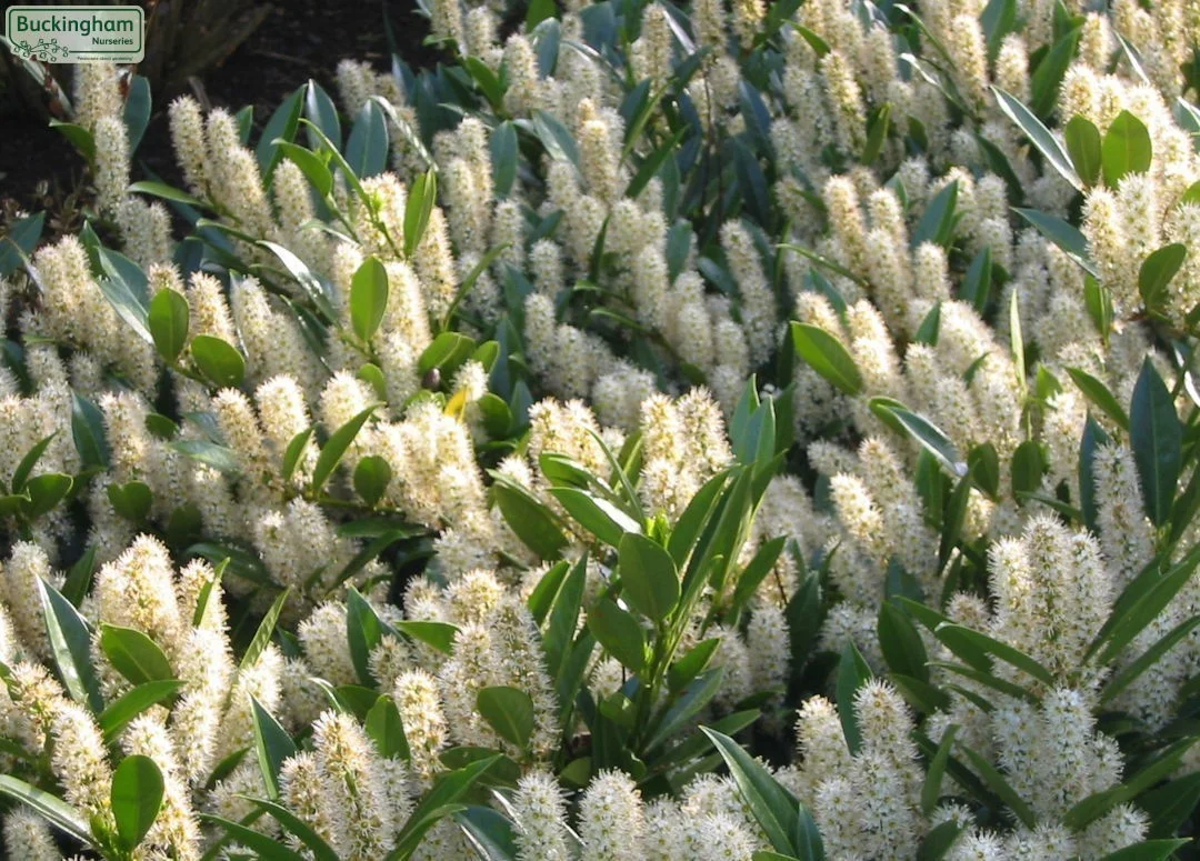 hedging4401613