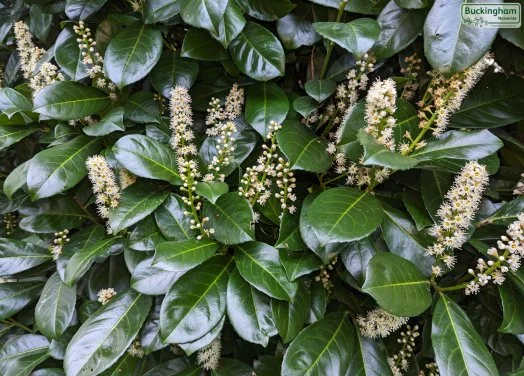 hedging4401636