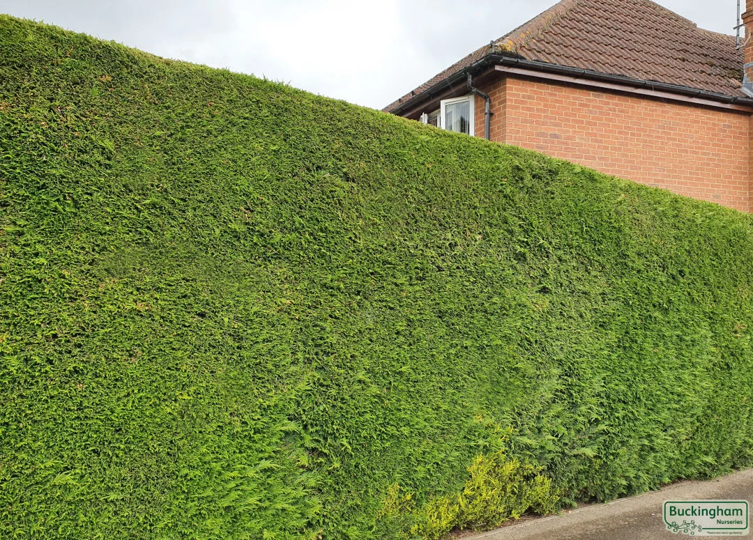 hedging4401790