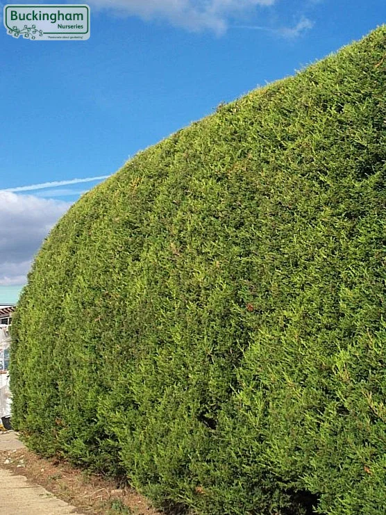 hedging4401813