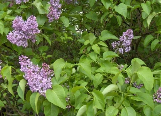 hedging4401840