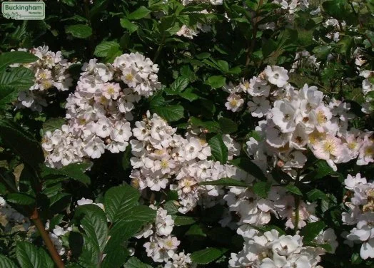 hedging4401918