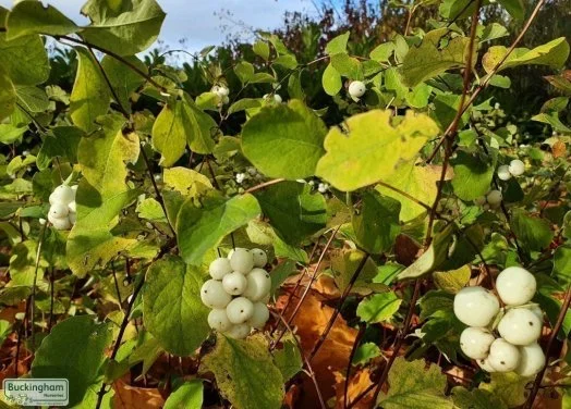 hedging4402035