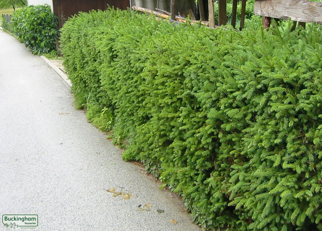 hedging4402123