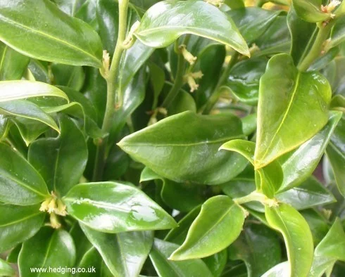 hedging4402189
