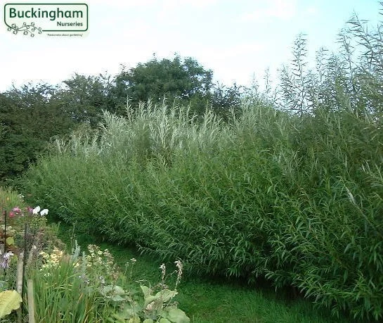 hedging4402262