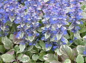 hedging4402411