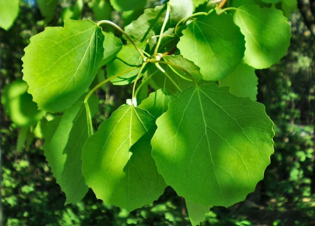 hedging4402440