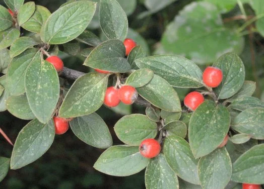 hedging4402570