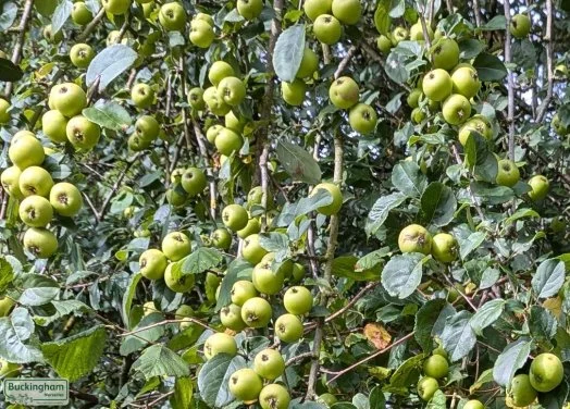 hedging4402621