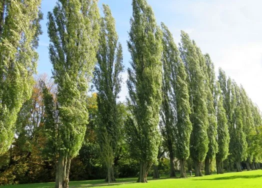 hedging4402803