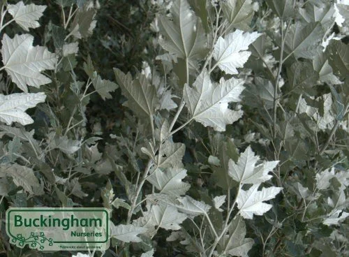 hedging4402836