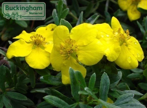 hedging4402858