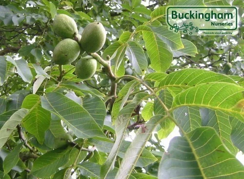hedging4403008